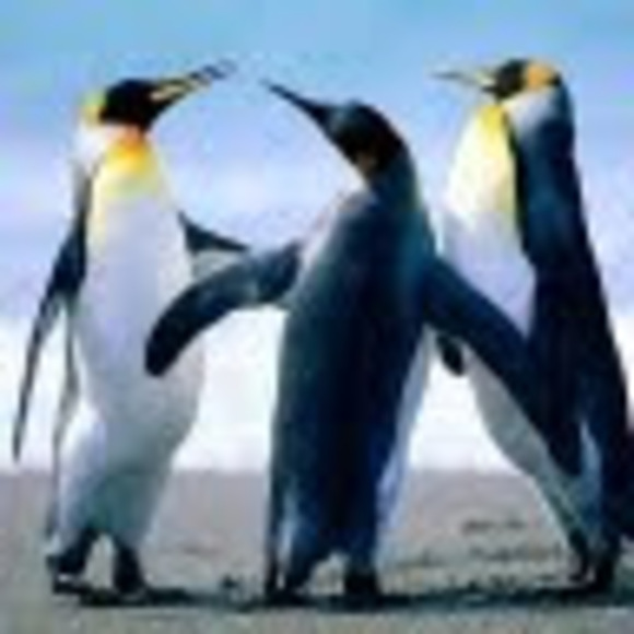 p3nguin